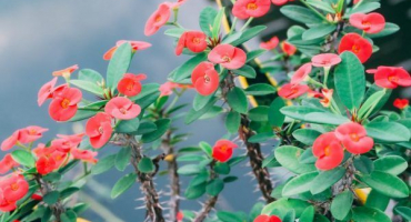 Milkweed míle - jak pečovat o krásnou květinu